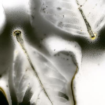 Leaf No.6